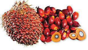 oil palm